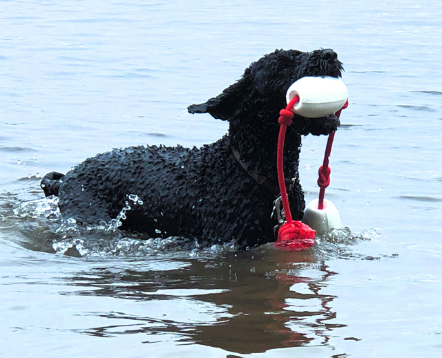 Pearl mother of upcoming litter in 2026